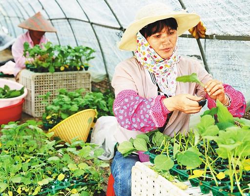 做農(nóng)產(chǎn)品銷售奠定創(chuàng)業(yè)基礎(chǔ),90后畢業(yè)生實現(xiàn)自己的創(chuàng)業(yè)夢想