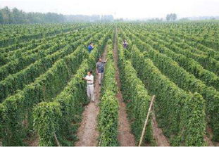 西北農(nóng)產(chǎn)品 讓農(nóng)產(chǎn)品搭上互聯(lián)網(wǎng)啟航