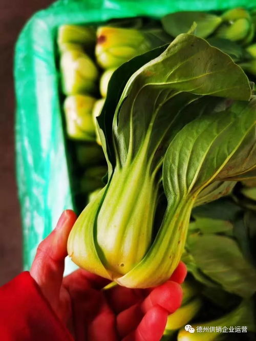 保供給,穩物價 德州市供銷社系統全力抗擊疫情