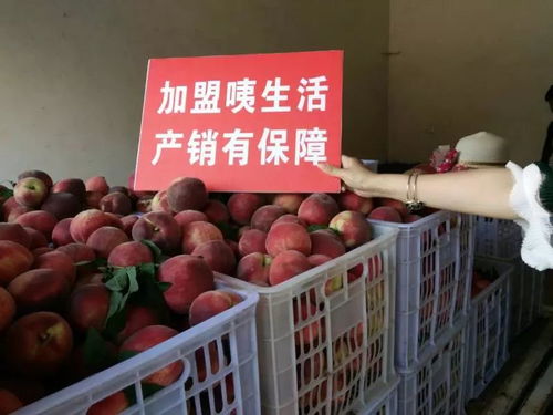 電商賦能，城固家禽“飛”向全國(guó)